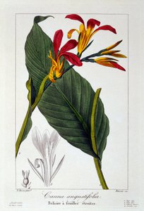 Flor de Canna o Bala de India, 1836